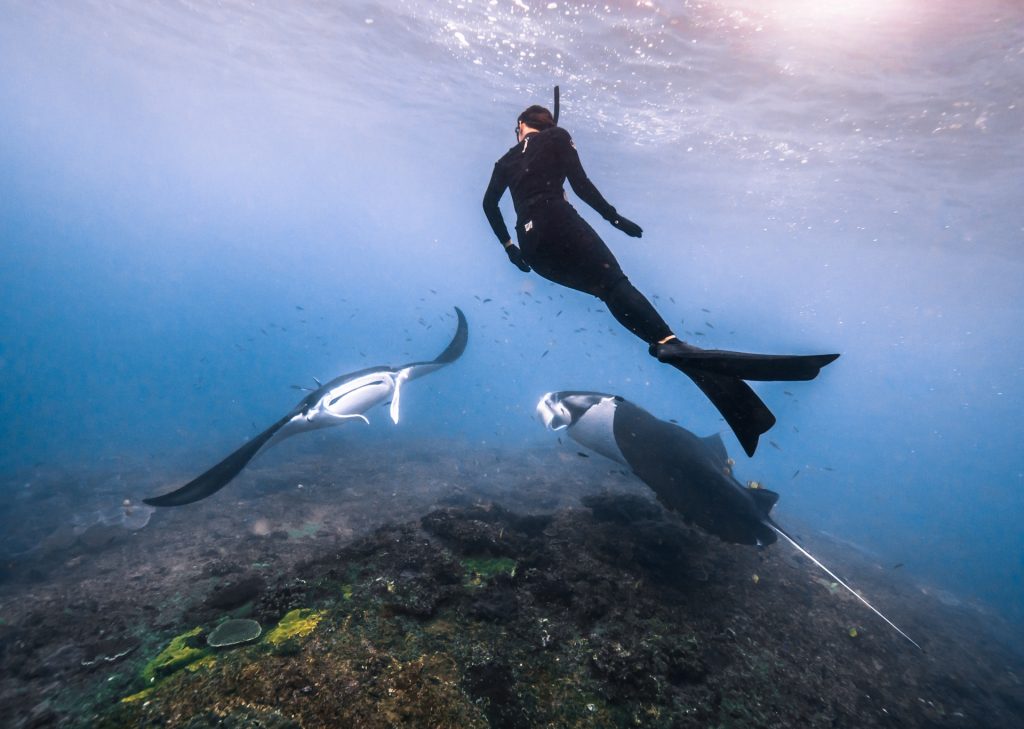 what is freediving